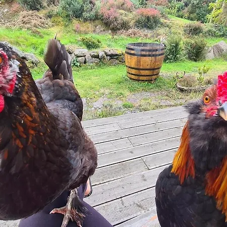 Ark Ranch Treehouse, Rainforest Oasis In West Cork